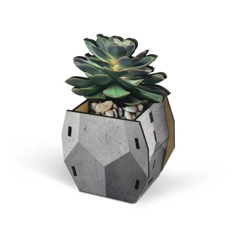 Pop Plant Pencil Holder – Echeveria