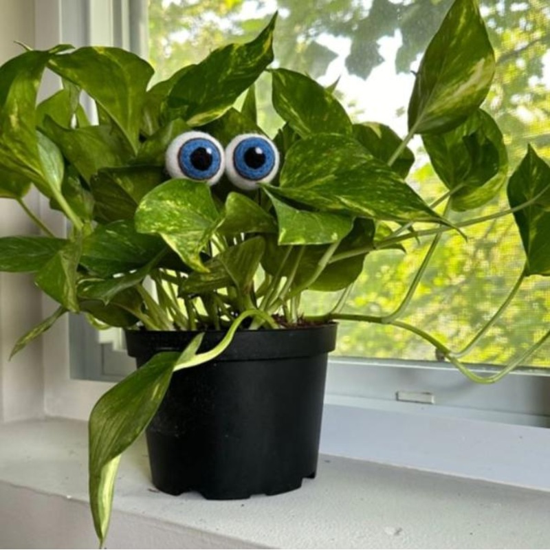 Plant Eyeballs – Felt