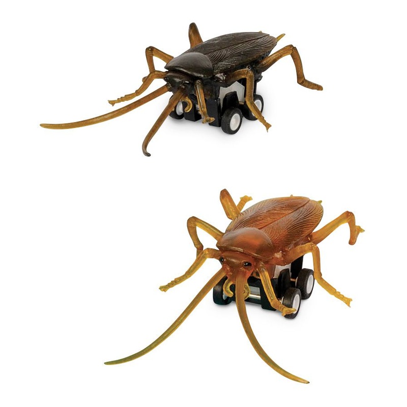 Racing Roach – 1 roach