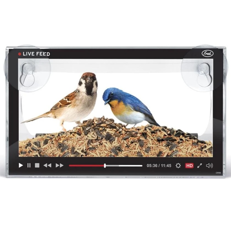 Live Feed – Watch Birds from your window