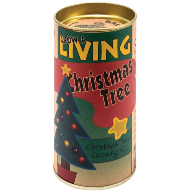 Grow a Christmas Tree – Balsam Fir