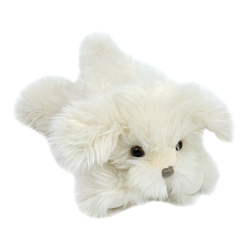 Sugar Maltese Puppy